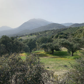 Kreta Kräuter