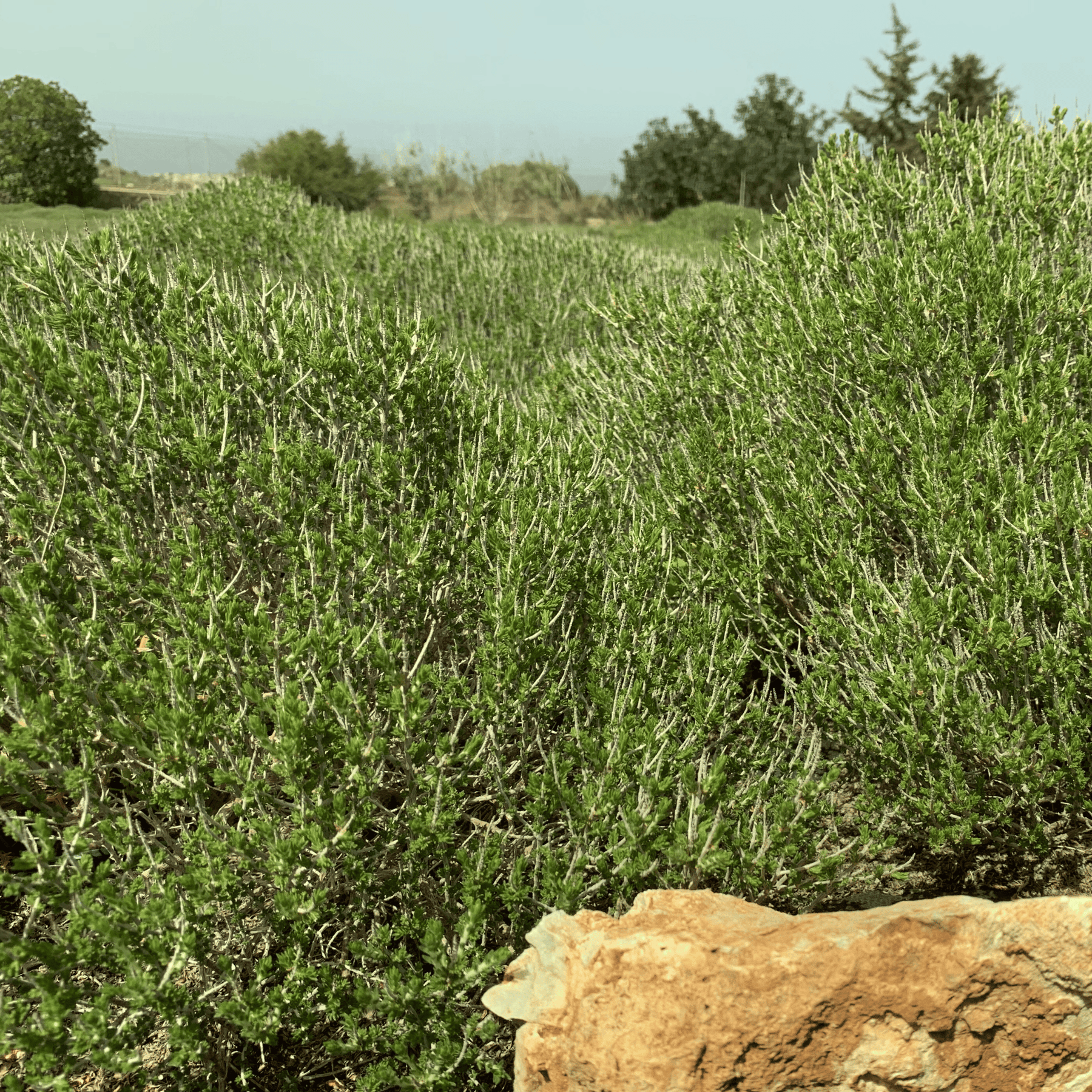 Thymian aus Kreta