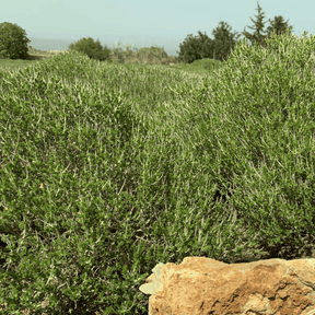 Thymian aus Kreta