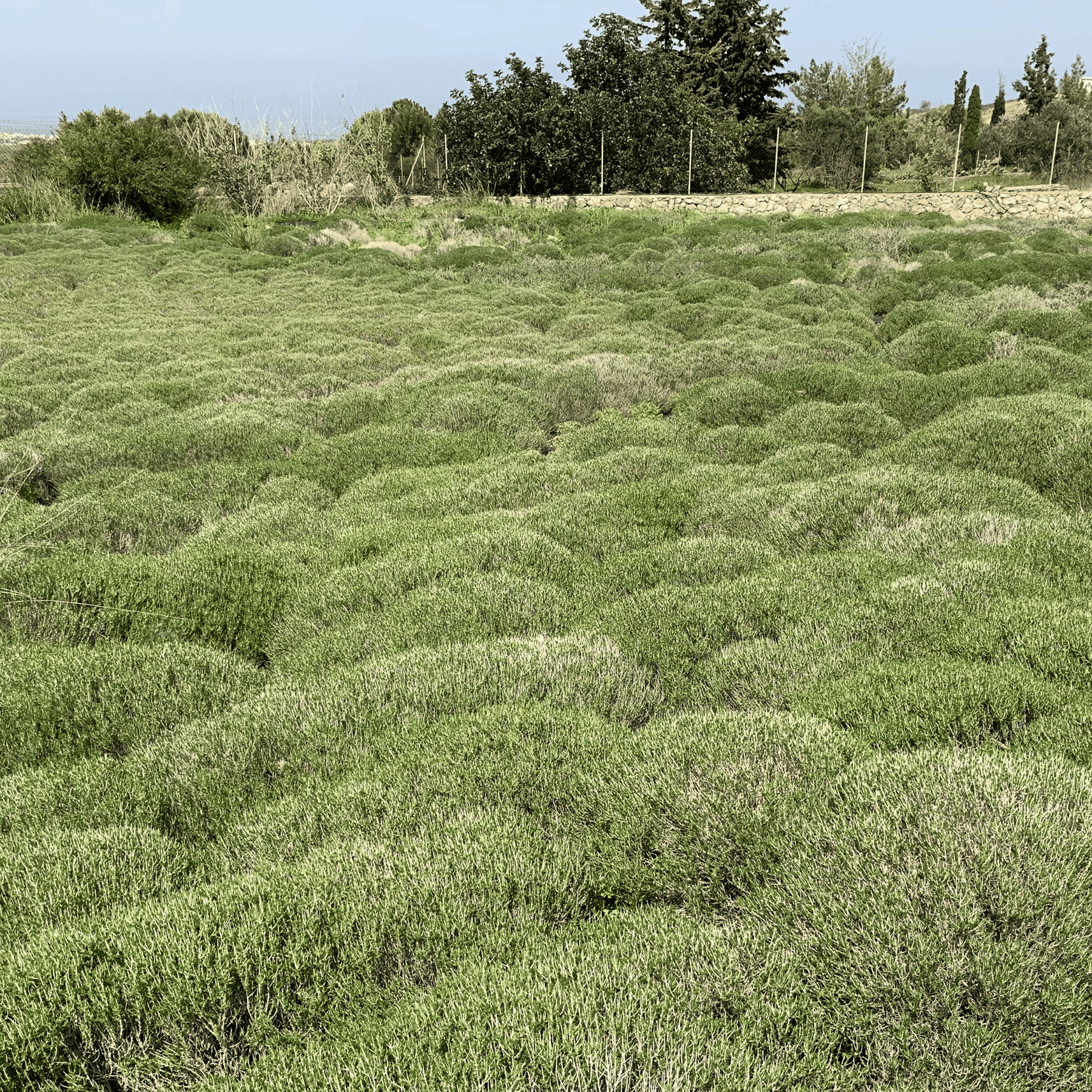 Thymian aus Kreta